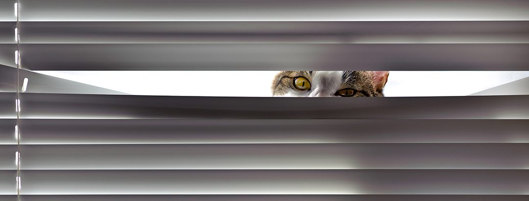Pet proof window treatments